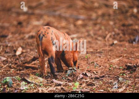 Cochons dans une ferme de Vinales, Cuba Banque D'Images