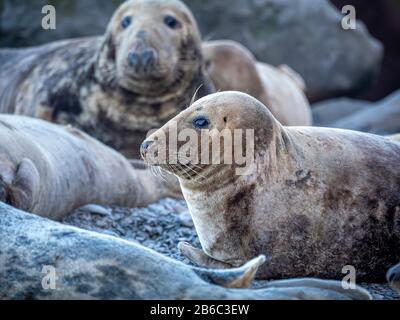 Phoques à Ravenscar, Yorkshire du Nord, Royaume-Uni. Banque D'Images