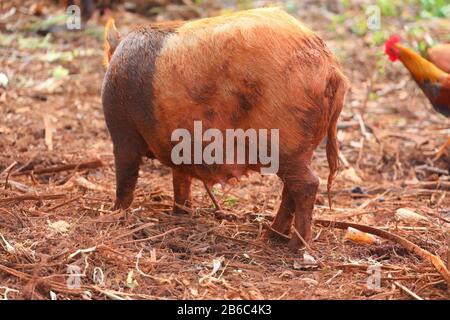 Cochons dans une ferme de Vinales, Cuba Banque D'Images