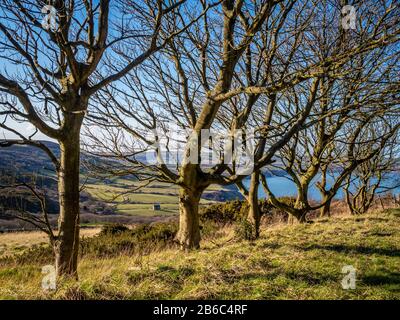 Maison en pierre dans le paysage vue à travers les arbres, Ravenscar, Yorkshire du Nord, Royaume-Uni. Banque D'Images