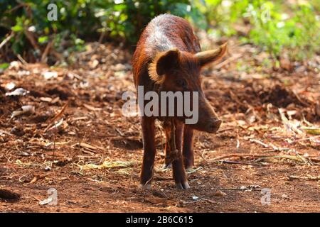 Cochons dans une ferme de Vinales, Cuba Banque D'Images