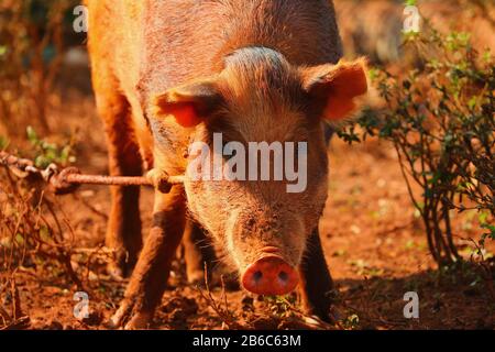 Cochons dans une ferme de Vinales, Cuba Banque D'Images