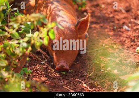 Cochons dans une ferme de Vinales, Cuba Banque D'Images