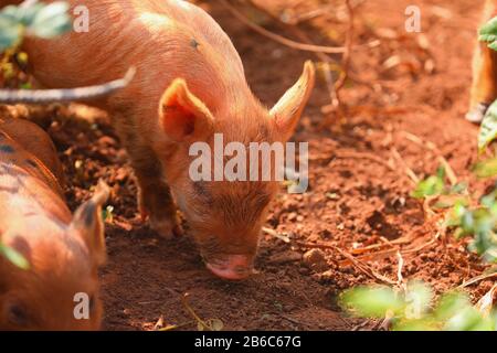 Cochons dans une ferme de Vinales, Cuba Banque D'Images