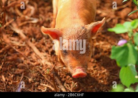 Cochons dans une ferme de Vinales, Cuba Banque D'Images