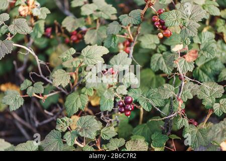 Groseille de montagne sauvage ( ribes alpinum) - branche avec les baies Banque D'Images