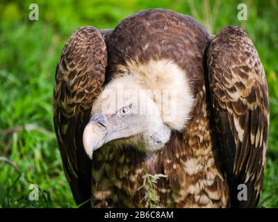 Le vautour de griffon de Rüppell (Gyps rueppelli) assis dans le gras dans le parc national de Serengeti Banque D'Images