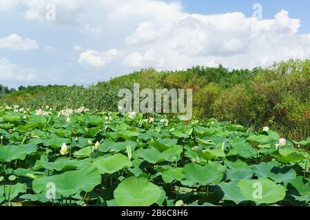 Surcultivé avec Lotus Nut (lat. Nelumbo nucifera), l'arrière-plan de la rivière Kuban dans la région de Krasnodar. Journée d'été ensoleillée Banque D'Images