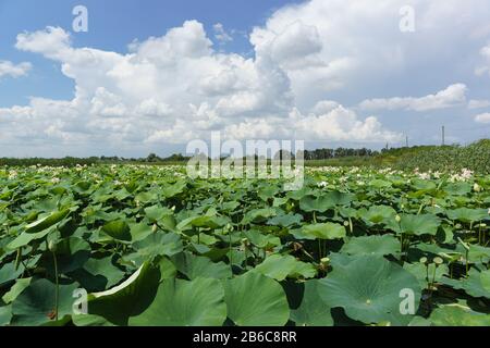 Paysage d'été avec fleur de Lotus écrou-roulement (lat. Nelumbo nucifera) dans le Kuban. Nuages de Cumulus blancs Banque D'Images