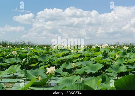 Grandes feuilles vertes et fleurs blanches-roses de l'écrou de Lotus (lat. Nelumbo nucifera) un jour d'été ensoleillé. Région de Krasnodar Banque D'Images