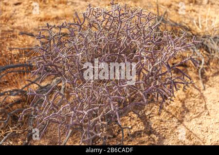 Pencil Cholla, Cylindropuntia Ramosissima, Joshua Tree National Park, Californie, États-Unis. Banque D'Images