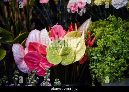 vue rapprochée de la fleur d'anthurium Banque D'Images
