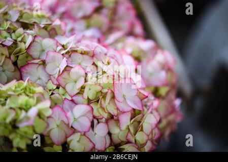 vue rapprochée de la fleur d'hydangea Banque D'Images