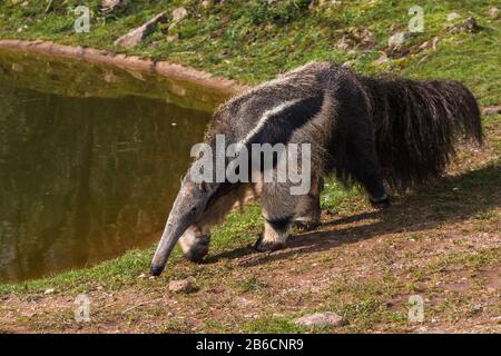 Gros plan sur un Anteater géant qui marche autour d'un secteur d'eau. Banque D'Images