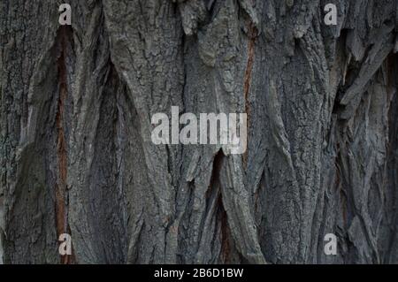 Ancienne texture de cortex d'acacia, grise, avec des furows grossiers et profonds. Photographié horizontalement, gros plan, devant. Contexte Banque D'Images