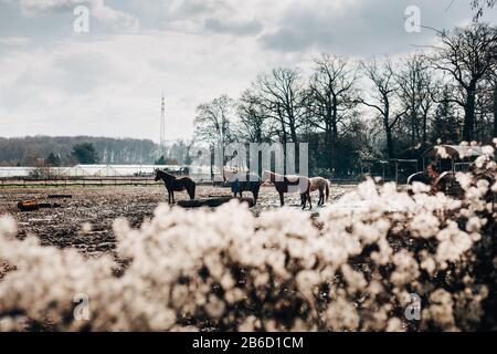 Beau paysage avec des chevaux debout dans un champ boueux. Ciel nuageux et lumineux au-dessus. Banque D'Images