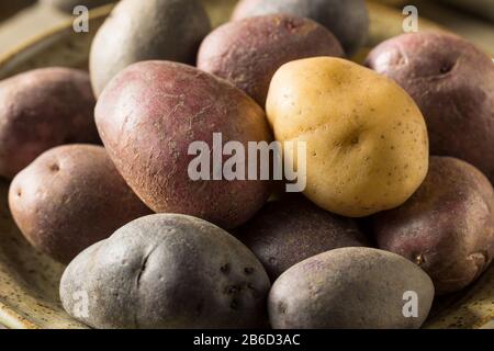 Pommes De Terre Bébé Rainbow Bio Crues Dans Un Bol Banque D'Images