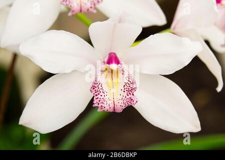 Cattleya labiata, également connu sous le nom de cramoisi cattleya ou ruby-lipped cattleya, est l'espèce type de Cattleya. Orchidées Cattleya Banque D'Images