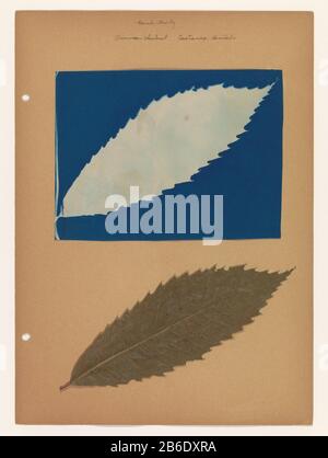 Photogramme de cyanotype d'une feuille de châtaignier américain et de la lame elle-même feuille de photogramme de cyanotype de feuille d'une châtaigne américaine et de la lame elle-même type d'objet: Photogramme Numéro d'article: RP-F 2013-20-1 Inscriptions / marques: Annotation, recto, écriture: 'Beech family / American châtaignier / Castanea dentata' Fabricant : Photographe: Fabrication anonyme: USA Date: CA. 1900 - ca. 1920 Caractéristiques physiques: Cyanopie matériau: Feuille de papier (matière végétale) technique: Cyanopie Dimensions: Milieu secondaire: H 367 mm × W 265 mmCyanopie: H 150 mm × W 265 mm Subjec Banque D'Images