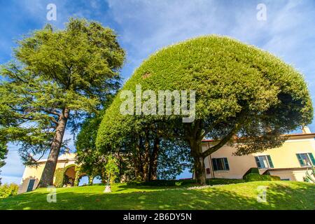 Jardin de la Villa del Balbianello et ses grands arbres, Lac de Côme, Lombardie, Italie Banque D'Images