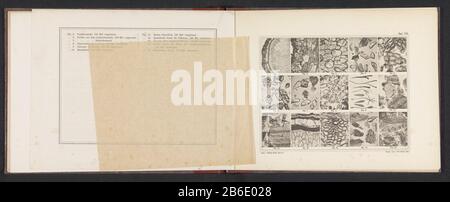 Feuille quinze micrographes de la structure cellulaire du poivre, du safran et de la cardamome feuille avec quinze micrographes de la structure cellulaire du poivre, du safran et du cardamome type d'objet: Impression photomécanique Numéro d'article: RP-F 2001-7-1484-3 Inscriptions / marques: Nombre, recto, imprimé: 'TAF. VII.' Fabricant : Photographische anstalt Otto Wigand (bâtiment classé) bouton: Photo Graphical anstalt Otto Wigand (bâtiment classé) Éditeur: Wilhelm Knapp Verlag (immeuble classé) Fabrication De Place: Clichémaker: Zeitz Publ Banque D'Images