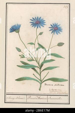 Fleur de paille bleue (Catananche caerulea) Strooy fleurs ptarmica Austriaca Immortelle (titre objet) Blauwe strobloem. Genummerd rechtsboven: 259. Rechtsonder de Latijnse naam en een latere annotatie in het Nederlands. Onderdeel van het derde album met tekeningen van bloemen en planten. Tiende van twaalf albums met tekeningen van dieren, vogels en planten bekend rond 1600, gemaakt dans opdracht van keizer Rudolf II Rencontré Toelichting dans Nederlands, Latijn en Frans. Fabricant : Rapporteur pour avis: Anselmus Boëtius de Boodt Rapporteur pour avis: Elias VerhulstPlaats fabrication: Rapporteur pour avis: Delft Da Banque D'Images