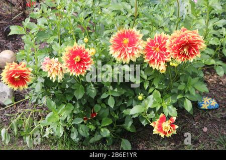 Énormes et colorées Ketchup et Mustard rouge et jaune dahlias. Banque D'Images