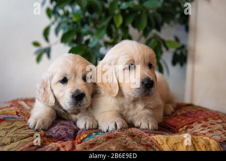 Deux chiots dorés mignons qui mentent le portrait Banque D'Images