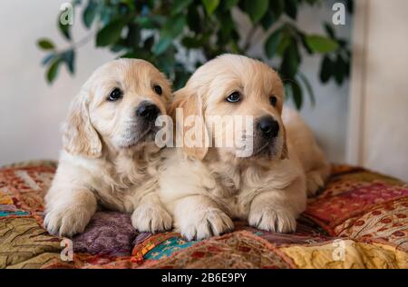 Deux chiots dorés mignons qui mentent le portrait Banque D'Images