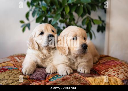 Deux chiots dorés mignons qui mentent le portrait Banque D'Images