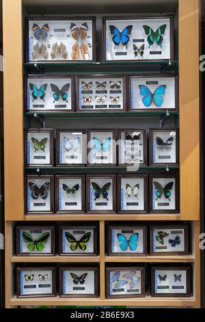 Spécimens de papillons en vente, Musée des Insectes de Nawa, Ville de Gifu, Préfecture de Gifu, Japon Banque D'Images