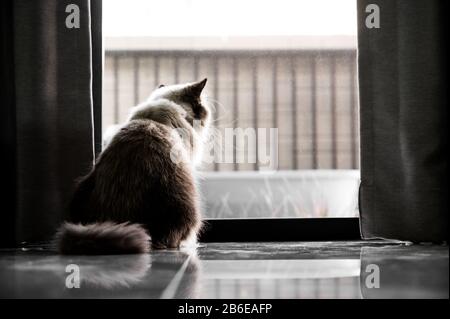 chat assis seul et regarder la porte, himalayan chat Banque D'Images