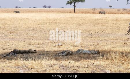 vue large de trois frères et sœurs de cheetah à l'ombre à tarangire Banque D'Images