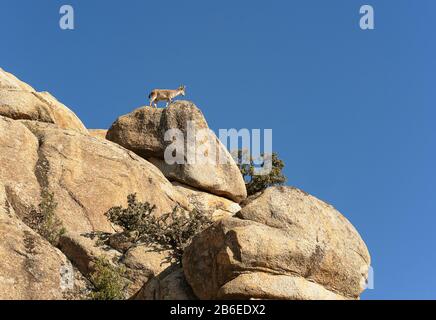 Chèvres à la Pedriza, Parc National de montagne de Guadarrama à Manzanares El Real, Madrid, Espagne. Banque D'Images