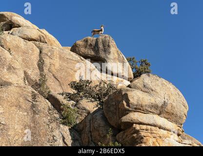 Chèvres à la Pedriza, Parc National de montagne de Guadarrama à Manzanares El Real, Madrid, Espagne. Banque D'Images