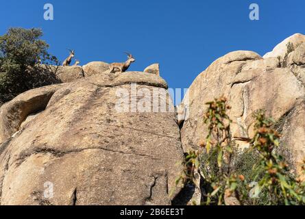 Chèvres à la Pedriza, Parc National de montagne de Guadarrama à Manzanares El Real, Madrid, Espagne. Banque D'Images