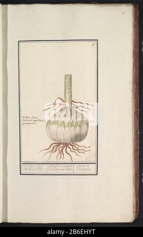 Globe Red lily (Lilium) Kliester Globe-curl-lys Radix floristique martagon constantinopolitani ognon le martagon (titre objet) Globe du lys rouge. Numéroté en haut à droite : 5. A gauche le nom latin. Partie du premier album avec des dessins de fleurs et de plantes. Huit des douze albums avec des dessins d'animaux, d'oiseaux et de plantes sont connus vers 1600, faits par ordre de l'empereur Rudolf II Avec Notes en néerlandais, latin et Frans. Fabricant : artiste: Anselm Boëtius The Boodt artiste: Elias Verhulst Lieu de fabrication: Artiste: Prague artiste: Delft Dating: 1596 - 1610 Caractéristiques physiques: Pinceau en aquarelle et Banque D'Images