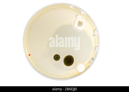 Boîte de Petri avec mélange de colonies de bactéries Banque D'Images