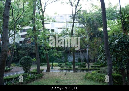 Épaissir des arbres fruitiers avec des fruits oranges entre les bâtiments de la ville de Mexica dans le parc en contrebas Banque D'Images