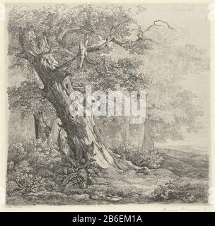 Arbre dans un paysage UN tronc de chêne mansardé gauche dans une forêt avec le pied quelques varens. Fabricant : printmaker: Remigius Adrianus Haanen (personnellement signé) Lieu de fabrication: Autriche Date: 1848 Caractéristiques physiques: Gravure sur chine collé matériel: Papier chine collé technologie : gravure / écriture taille: Bord de la plaque: H 237 mm × W 235 mm Objet: Arbres (+ parties de plantes) Banque D'Images