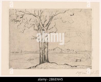 Etude d'arbre au premier plan deux birches sur une montée. En arrière-plan, un paysage plat avec la gauche un moulin et l'eau avec deux schepen. Fabricant : Print maker: Cornelia Christina Johanna de Trigt-Hoevenaar (personnel pratique signé) Date: 1864 - 1910 matériau: Technique du papier: Aiguilles sèches / plaques mesures de ton: Bord de la plaque: H 150 mm b × 204 mm Objet: Arbres: Bouleau Banque D'Images