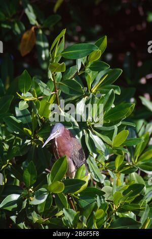 Green Heron, Parc National John Pennekamp Coral Reef, Floride Banque D'Images