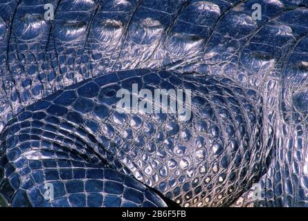 En Alligator Shark Valley, le Parc National des Everglades, en Floride Banque D'Images