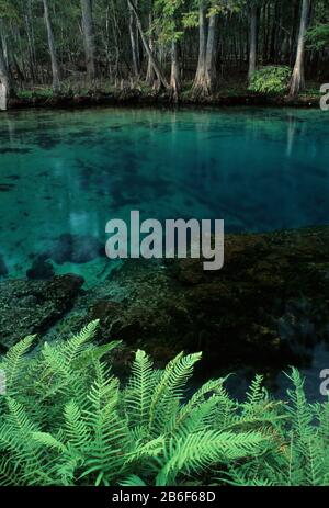 Manatee Springs, Parc National De Manatee Springs, Floride Banque D'Images