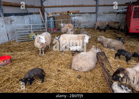 De nouvelles lamelles aux brebis sur une ferme irlandaise traditionnelle à Kildare, en Irlande Banque D'Images