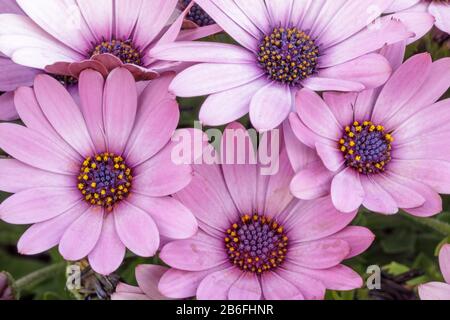 Soprano Light Purple African Daisies À Bloom En Californie Du Nord Banque D'Images