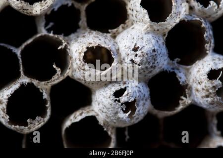 Motif nid d'abeilles motif géométrique naturel. Motif d'insecte créé de nid d'abeilles de guêpe de ruche. Concept d'apiculture. Banque D'Images