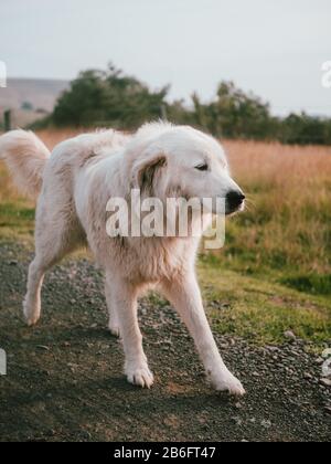 Un chien de berger dans une ferme en Australie Banque D'Images