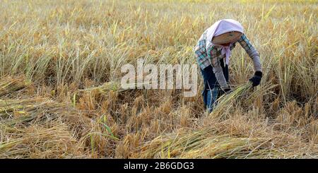 récolte du travailleur dans le champ de riz Banque D'Images