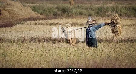 récolte du travailleur dans le champ de riz Banque D'Images